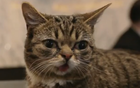 Lil Bub